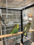 English Budgies $ 120.00 and up  price each
