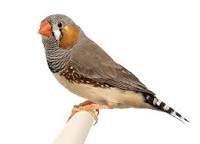 Zebra Finch