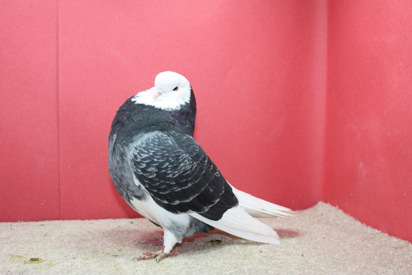 Bald head Pigeon ( we only sell pigeon in Canada)