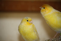 Canarys