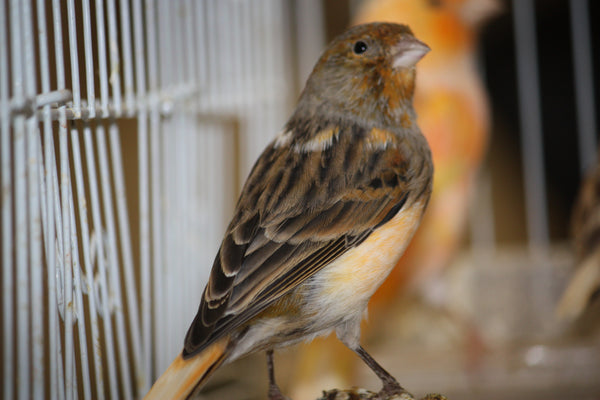 Mixed Canary