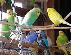 Budgies regular