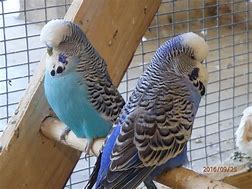 English Budgies $ 120.00 and up  price each